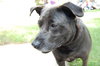 Sydney-ADOPTED 05.02.13