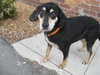 Bonnie-adopted 4/26/10