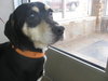 Bonnie-adopted 4/26/10
