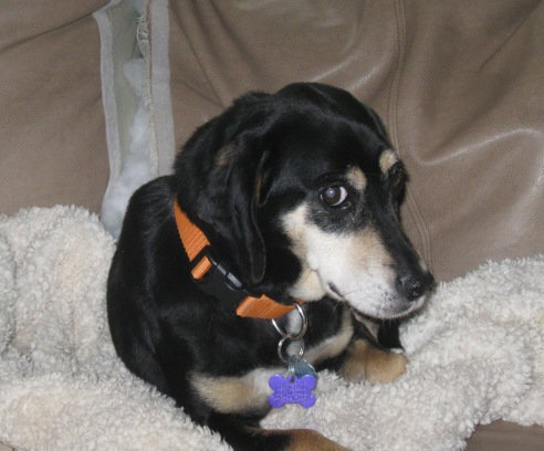 Bonnie-adopted 4/26/10