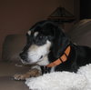 Bonnie-adopted 4/26/10