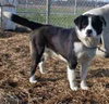 Woodrow - ADOPTED 4.23.10