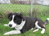 Woodrow - ADOPTED 4.23.10