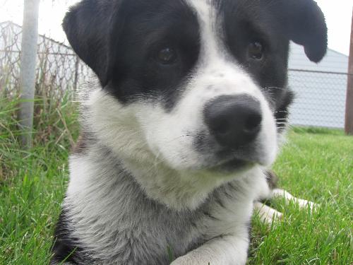 Woodrow - ADOPTED 4.23.10