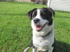 Woodrow - ADOPTED 4.23.10