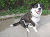 Woodrow - ADOPTED 4.23.10