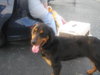Morganna-ADOPTED