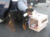 Morganna-ADOPTED