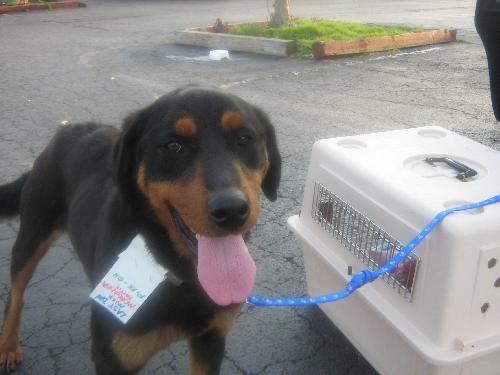 Morganna-ADOPTED