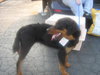 Morganna-ADOPTED