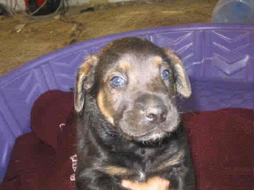 Finnegan-Adopted