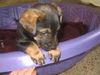 Finnegan-Adopted