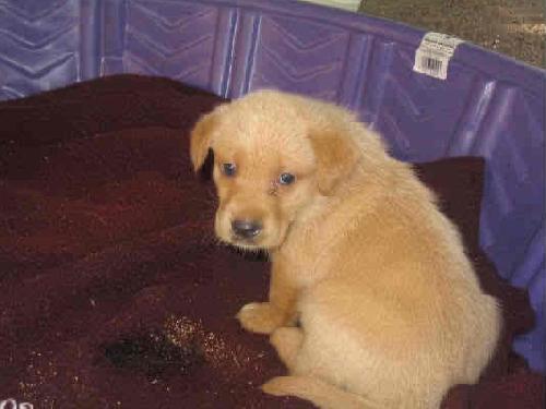 Kennedy-ADOPTED