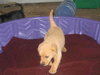 Kennedy-ADOPTED