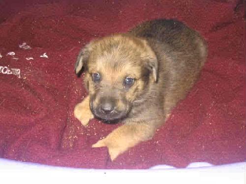 Shamus - ADOPTED 05.20.10