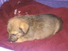 Shamus - ADOPTED 05.20.10