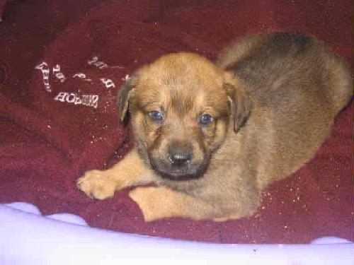 Sullivan-ADOPTED