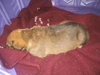 Sullivan-ADOPTED