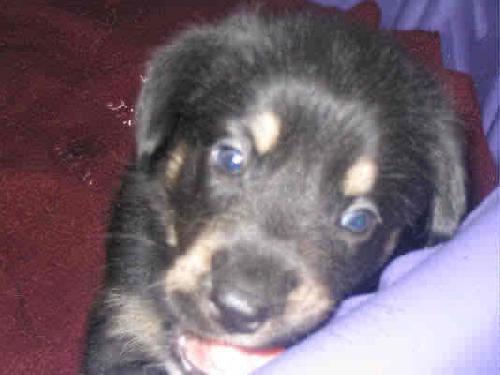 Zoey - ADOPTED 05.13.10