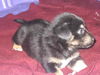 Zoey - ADOPTED 05.13.10
