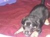 Zoey - ADOPTED 05.13.10