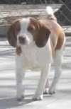 Polly - Adopted 06.14.10