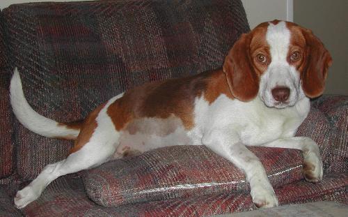 Polly - Adopted 06.14.10