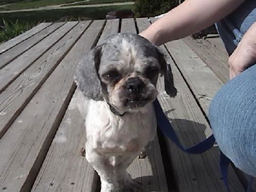 Tony-ADOPTED 5/8/10