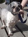 Tony-ADOPTED 5/8/10