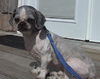 Tony-ADOPTED 5/8/10