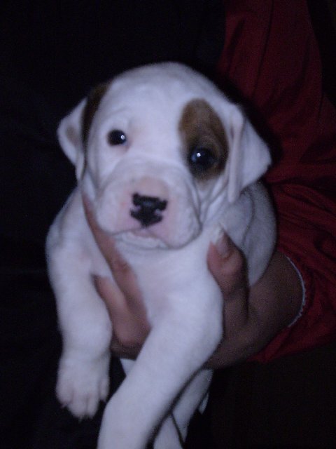 Marshmallow-ADOPTED