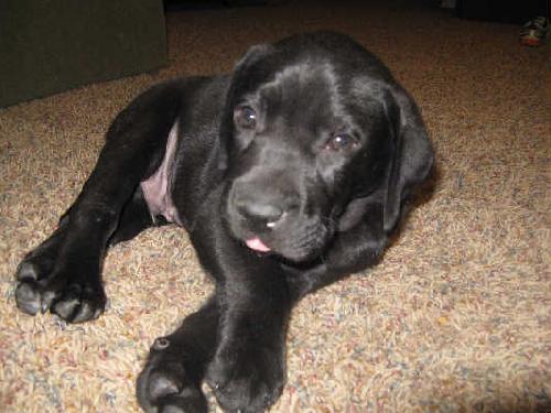 Rocky-Adopted 5/7/10