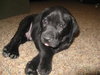 Rocky-Adopted 5/7/10