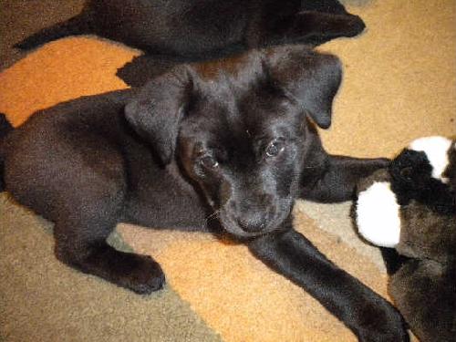 Micro - ADOPTED 05.09.10