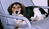 Roger-ADOPTED
