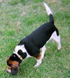 Roger-ADOPTED