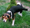 Roger-ADOPTED