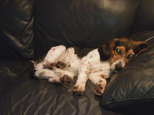 Roger-ADOPTED