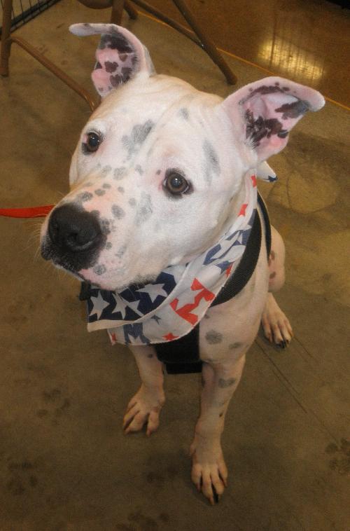 Buddy-ADOPTED-12.11.10