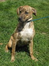 Tigger-ADOPTED