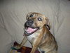 Tigger-ADOPTED