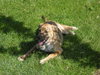 Tigger-ADOPTED
