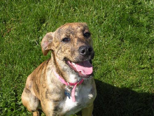 Tigger-ADOPTED