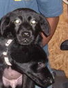 Kattie-Adopted