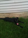 Kattie-Adopted