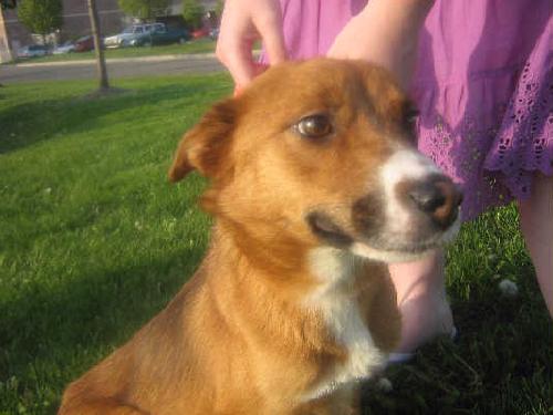 Foxy-Adopted