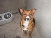 Foxy-Adopted