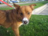 Foxy-Adopted