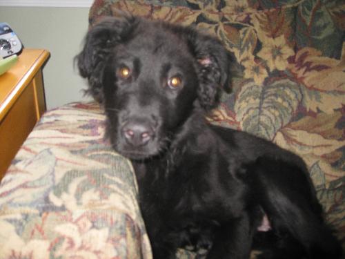 TJ-NEEDS FOSTER