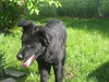 TJ-NEEDS FOSTER